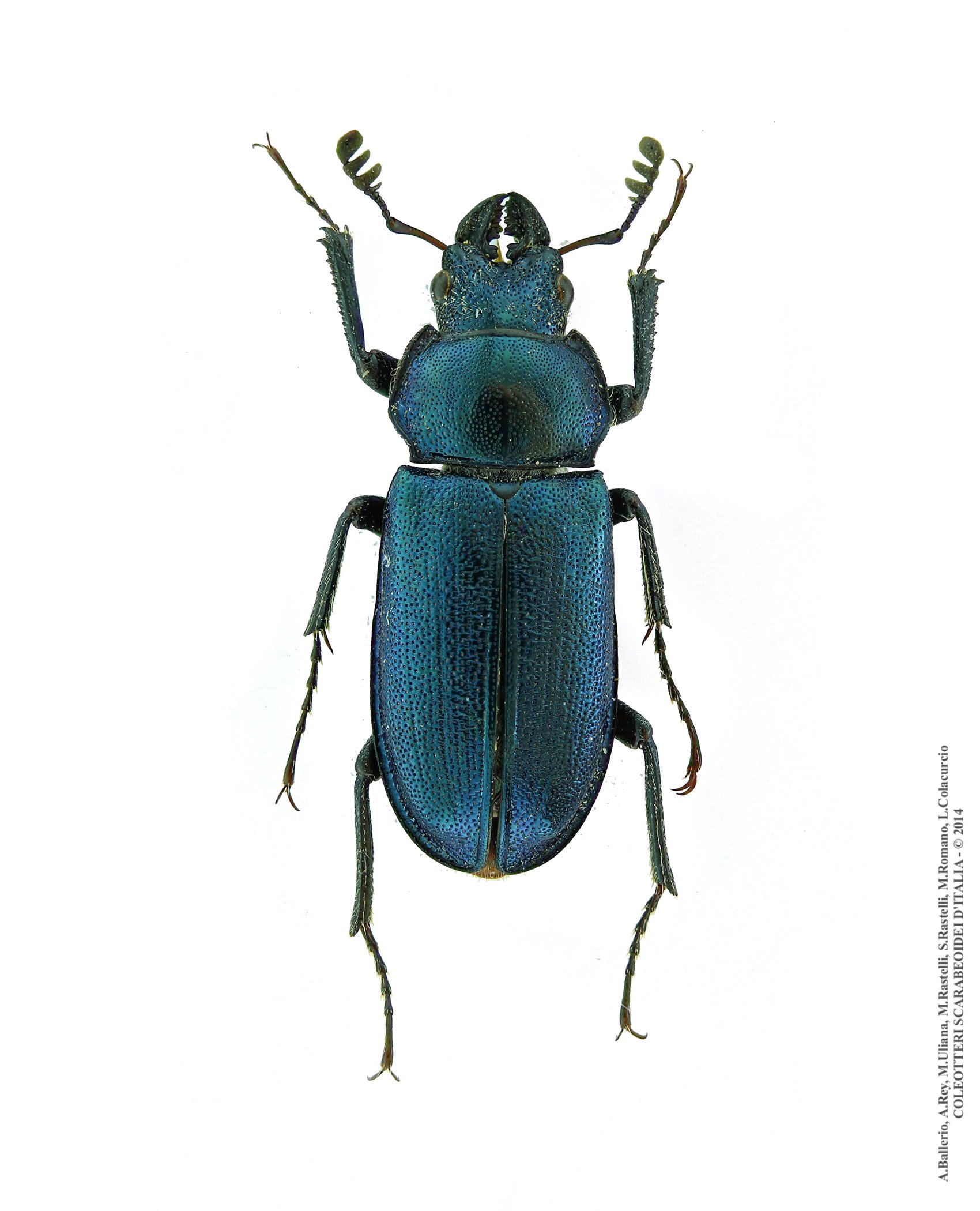 Platycerus caraboides, maschio 